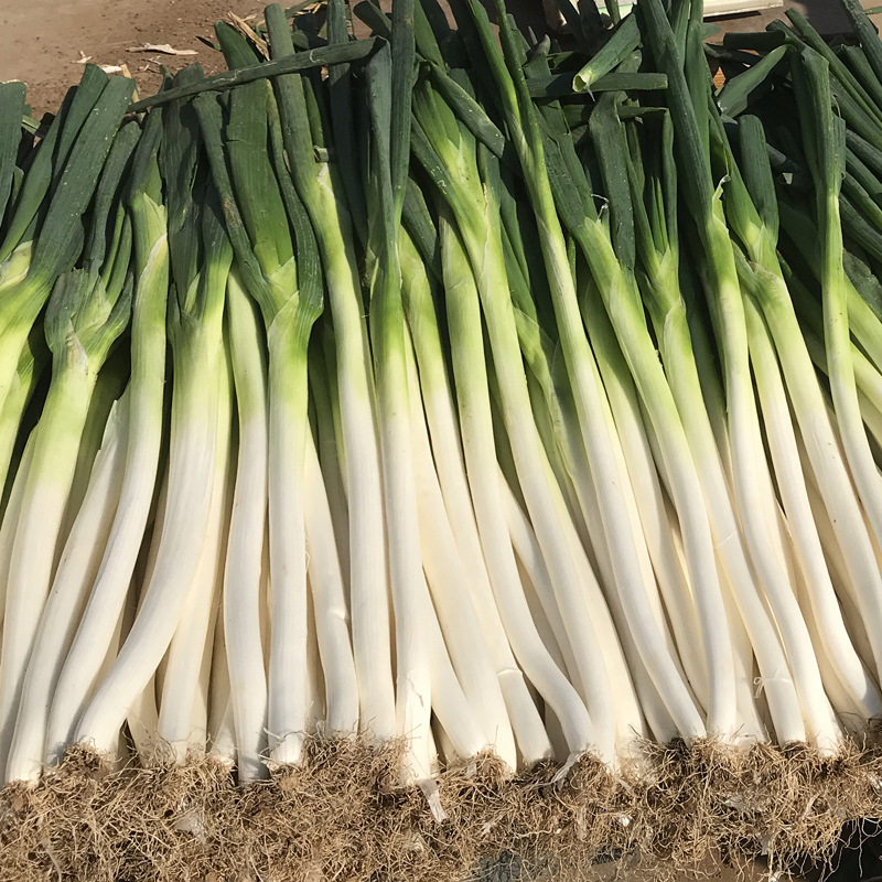 山东大葱大葱新鲜正甜脆铁杆大葱新鲜蔬菜香葱头