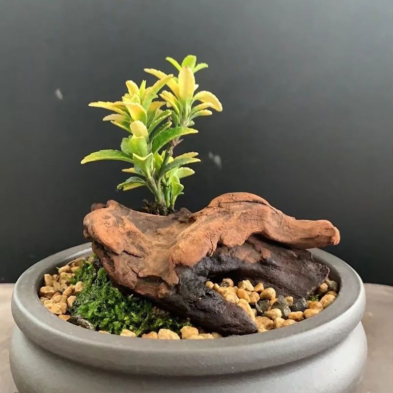黄金卫矛金太阳荷兰种绿植盆栽植物花卉盆景庭院种植美观造景