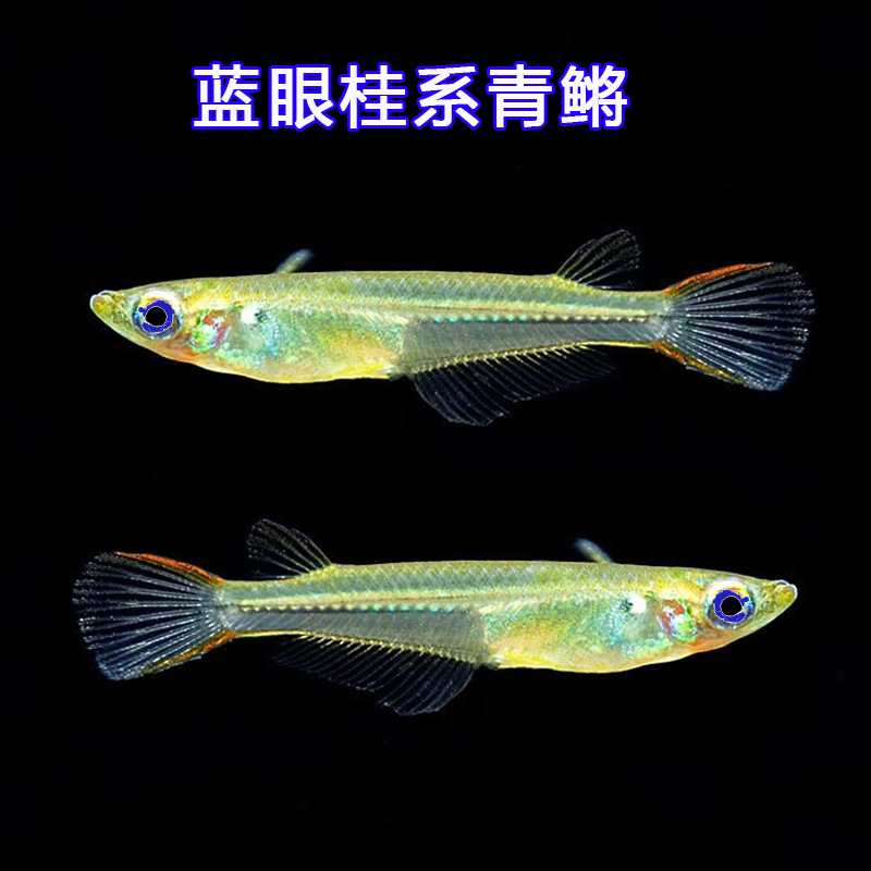 蓝眼桂系青鳉观背青将观赏鱼活体水族宠物原生群游小型淡水冷水鱼