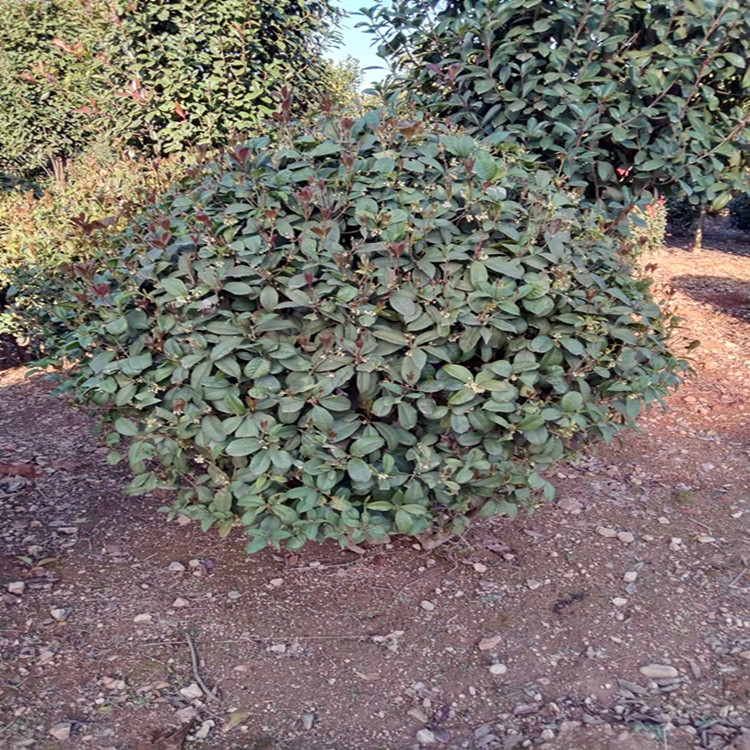 2米桂花球 四季桂球价格批发 绿化工程苗基地直销