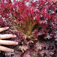 紫叶生菜种子罗莎红叶用莴苣红珊瑚沙拉青菜籽阳台盆栽春秋播种子
