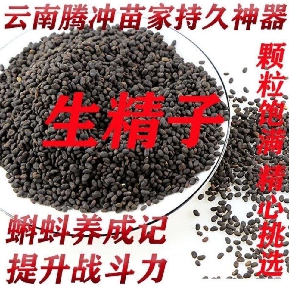 生精子:云南腾冲苗家特产 遗/精 少/精  滑/精中药材泡酒料药酒料