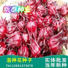 洛神花种子食用红桃种子阳台四季盆栽玫瑰茄花草茶籽易种植种籽