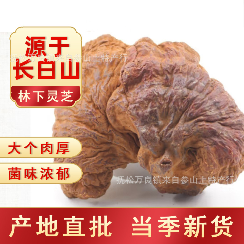 整个林下灵芝半野生灵芝长白山椴木赤灵芝子紫灵芝整个灵芝孢子粉