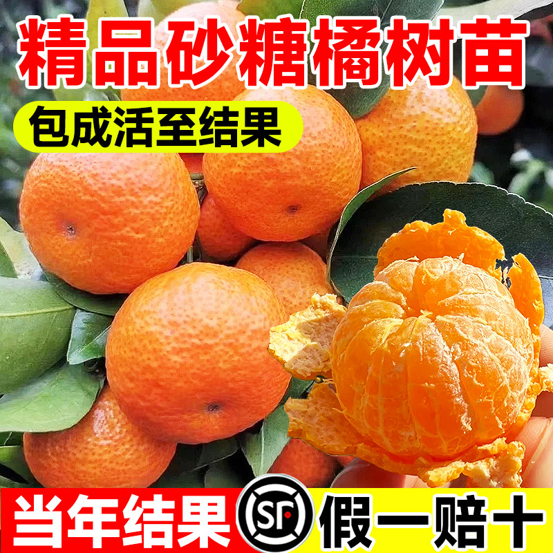 沙糖桔子树苗正宗广西砂糖橘树苗南方北方种植无籽橘子树嫁接果苗