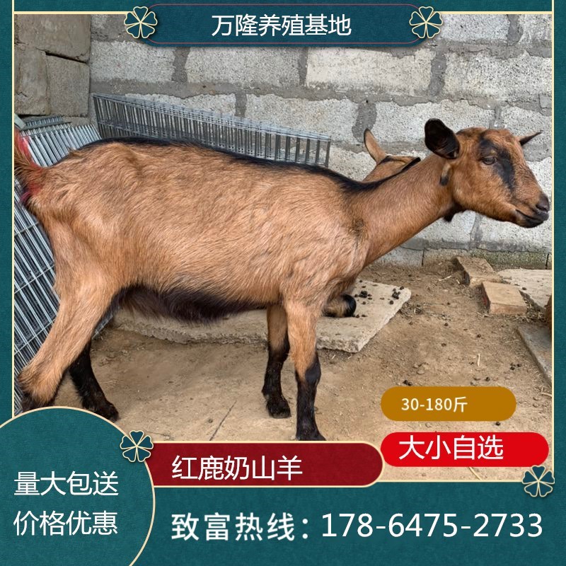 奶山羊品种哪个好红鹿奶山羊产奶量高乳质好营养丰富