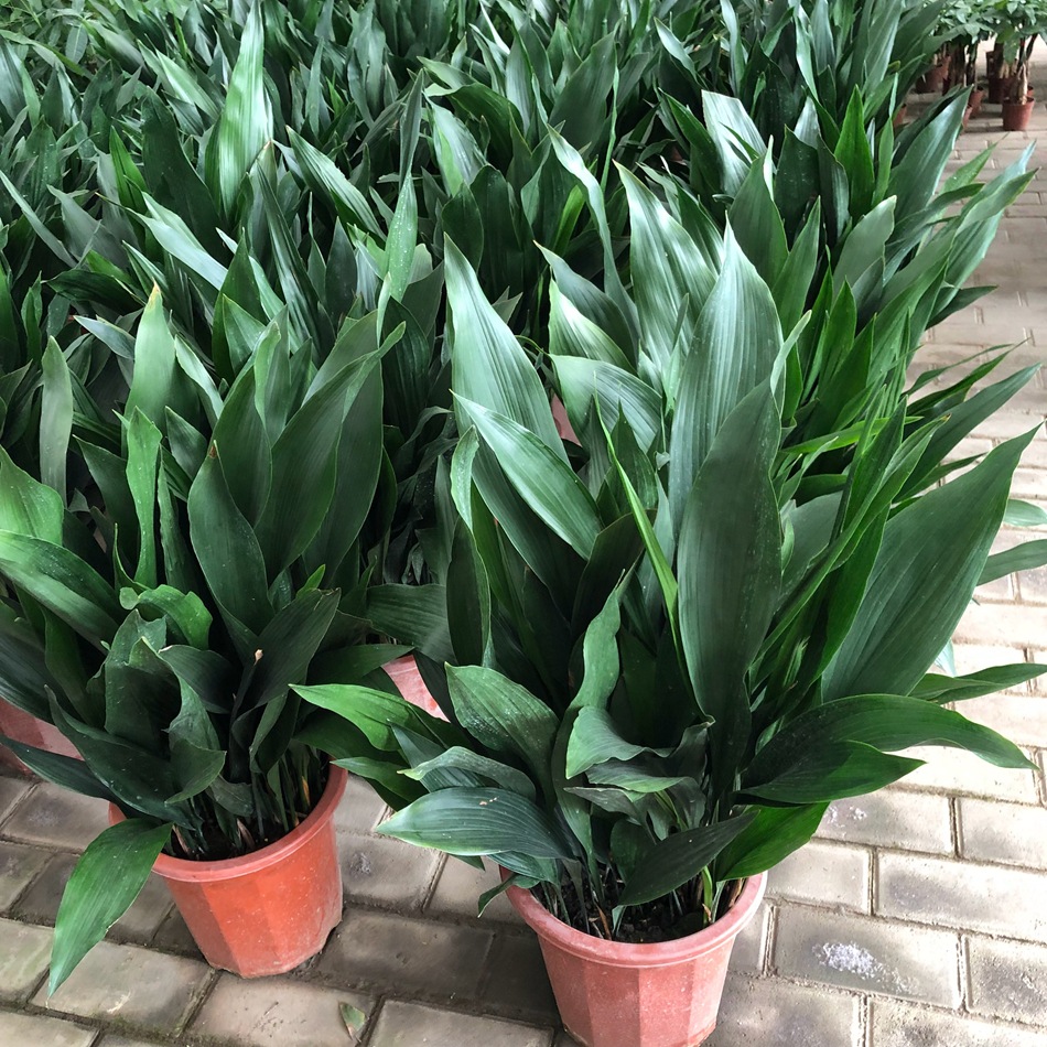 一叶兰盆栽 蜘蛛抱蛋 成都办公租摆绿植批发 居家客厅阳台植物