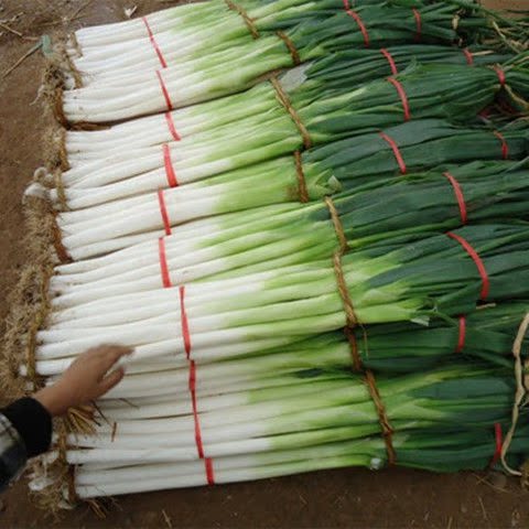 山东章丘大葱甜葱非铁杆特产新鲜蔬菜应季香葱富硒高白脆甜5斤