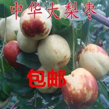 中华大梨枣苗大果梨型枣子树苗嫁接大梨枣南方北方种植果树苗