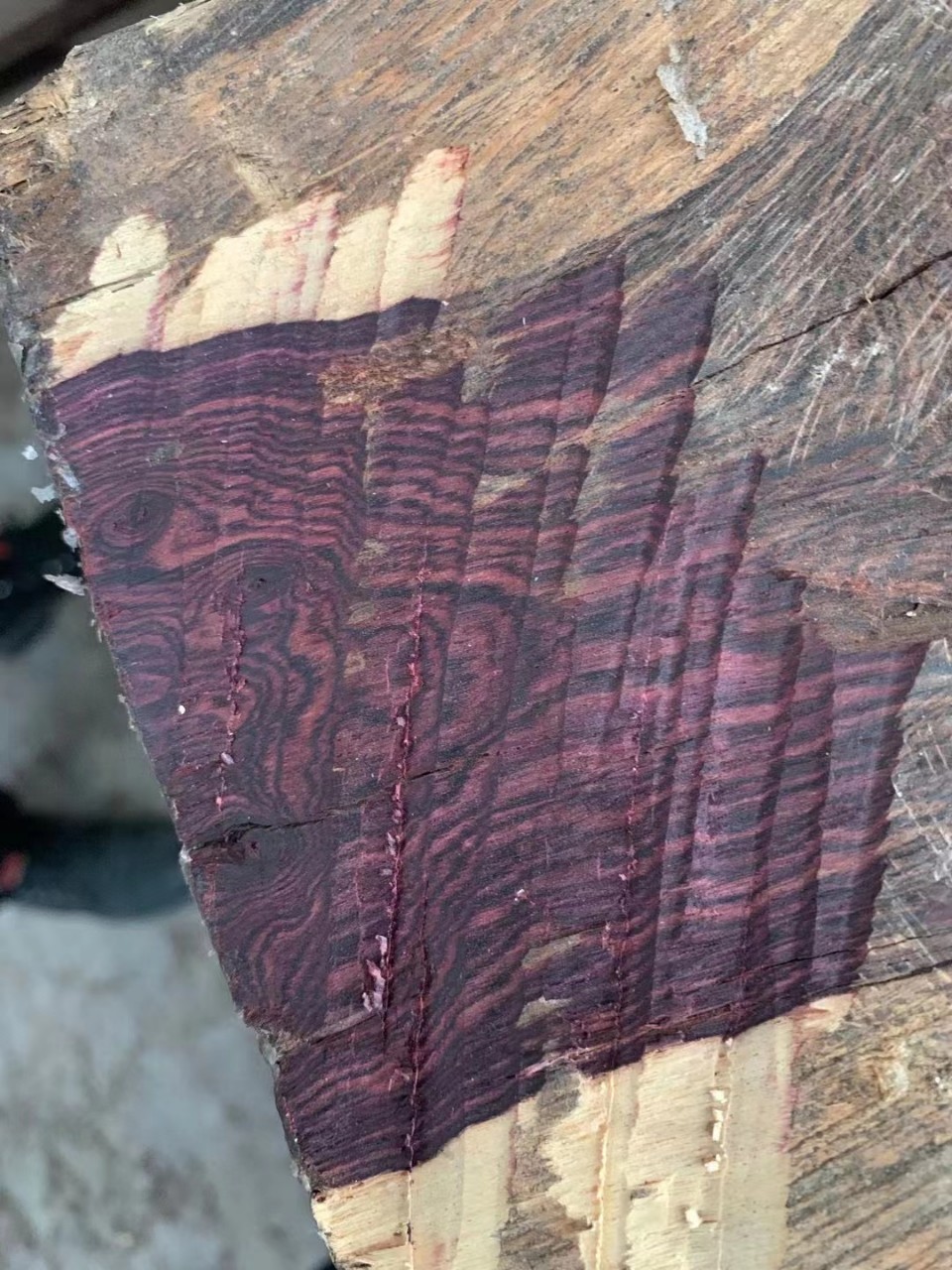 塞州紫油梨一根起售