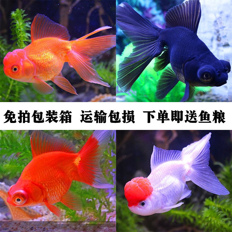 金鱼活体小鱼苗冷水鱼碟尾鎏金珍珠红狮鹤顶红兰寿小型淡水观赏鱼