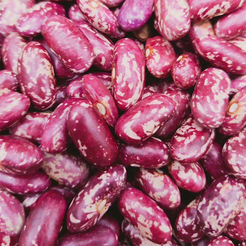 红花芸豆农家今年自种花腰豆紫花芸豆芸豆批发东北大饭豆五谷杂粮