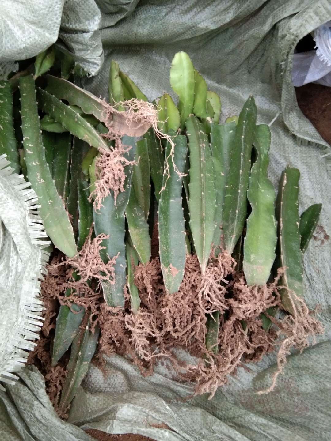 三角柱三棱箭多肉植物可以做嫁接蟹爪兰砧木苗直根好肉厚宠物及园
