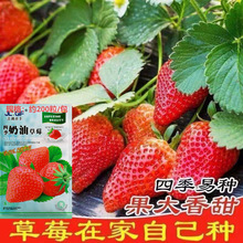 奶油草莓种子四季草莓白草莓种子蔬菜种子盆栽花卉种子