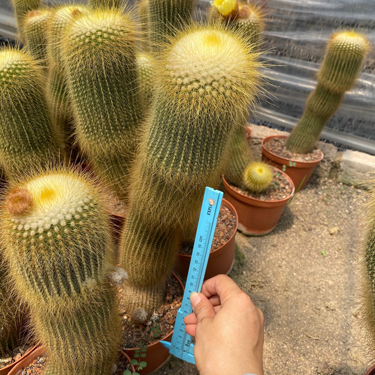 金丝猴高度25-30厘米左右开花仙人球多肉植物小盆栽-阿里巴巴