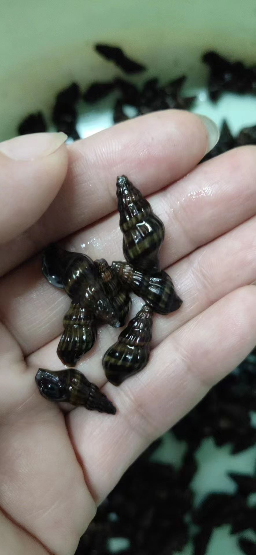 国产杀手螺 观赏螺 专吃鱼缸杂螺 工具螺-阿里巴巴