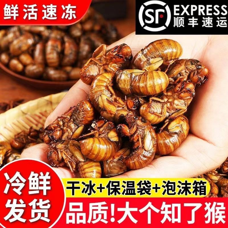 2023野生知了猴金蝉新鲜河南特产鲜活速冻结了龟爬叉猴顺丰包邮