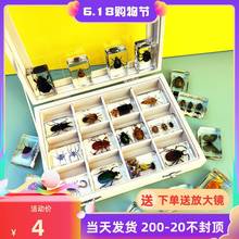 Insect resin specimen: spade beetle, locust, cicada,跨境专供