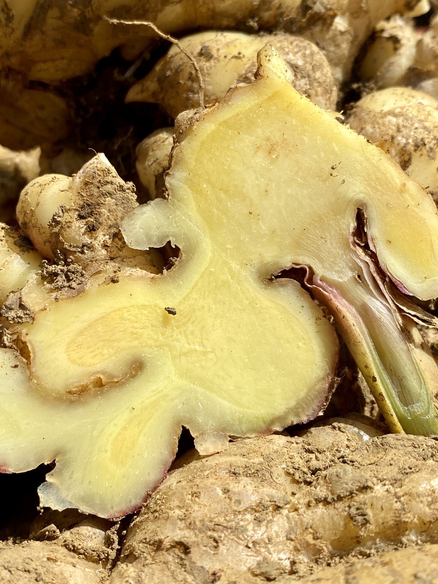 云南小黄姜新鲜生姜