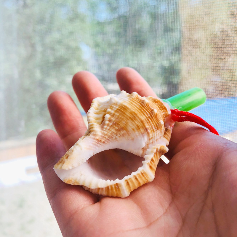 海螺号角贝壳工艺品儿童小玩具可吹小螺号地摊夜市旅游纪念品批发
