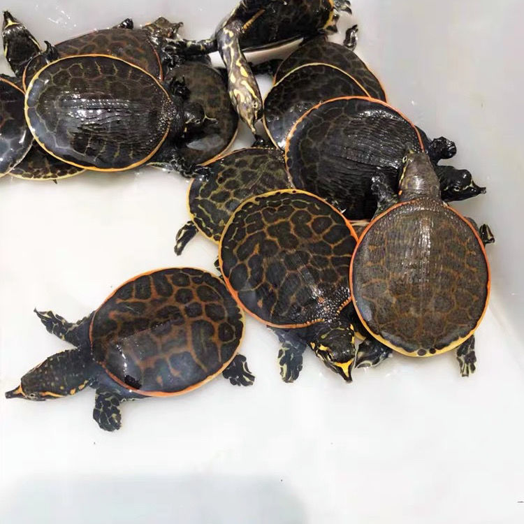 美国珍珠鳖活体观赏甲鱼乌龟吃鱼粪鱼缸清道夫角鳖苗宠物深水龟苗