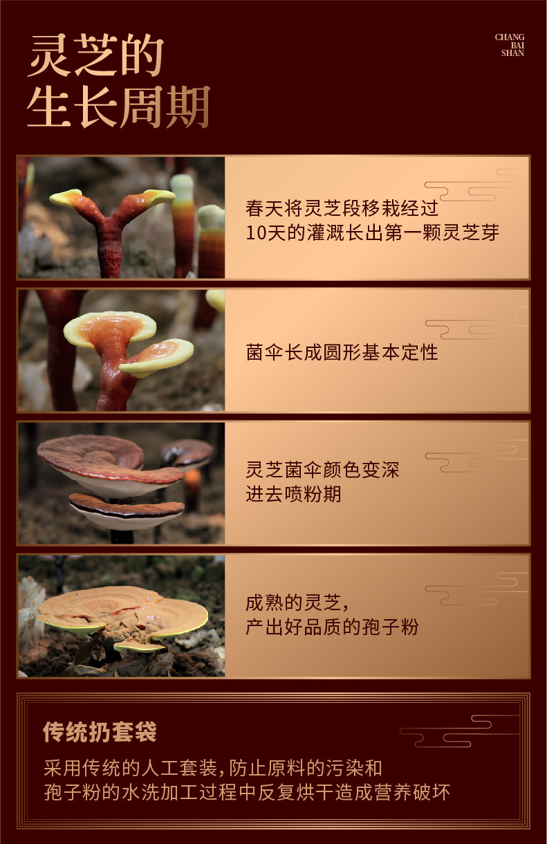 破壁灵芝孢子粉250g装东北长白山产地批发孢子粉现货供应