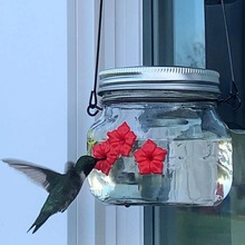 LP 梅森罐桃花喂鸟器 Hummingbird Feeder悬挂式蜂鸟喂鸟器