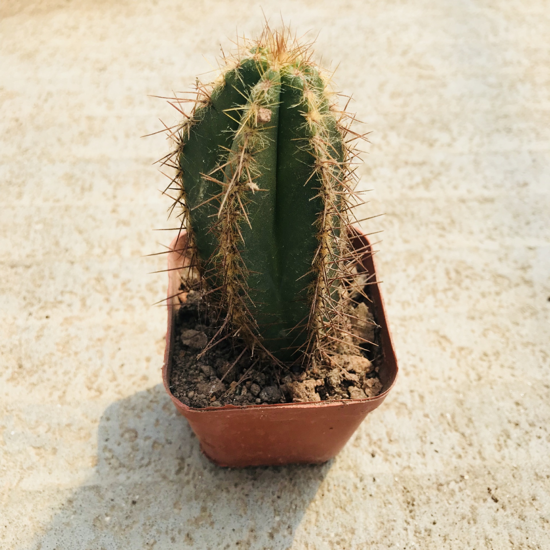 大棚批发销售仙人球植物 紫焰柱仙人柱室内课桌面多肉带刺盆栽