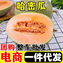 哈密瓜新鲜水果 一件代发 哈蜜瓜当季头茬西州蜜瓜晓25号网纹甜瓜
