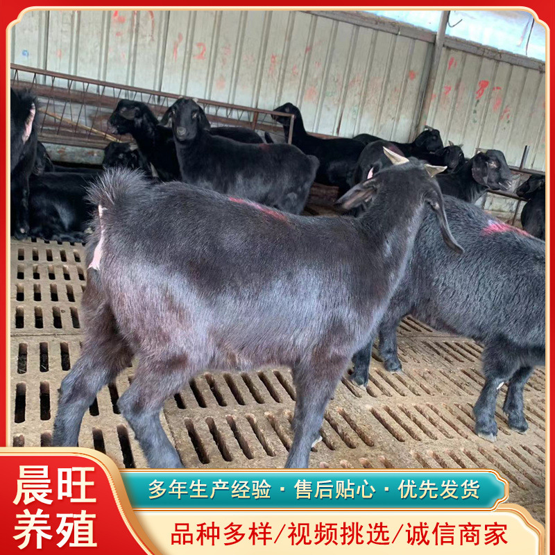 福建宁德羊苗短毛黑山羊公母羊价小耳朵努比亚黑山羊活体波尔山羊