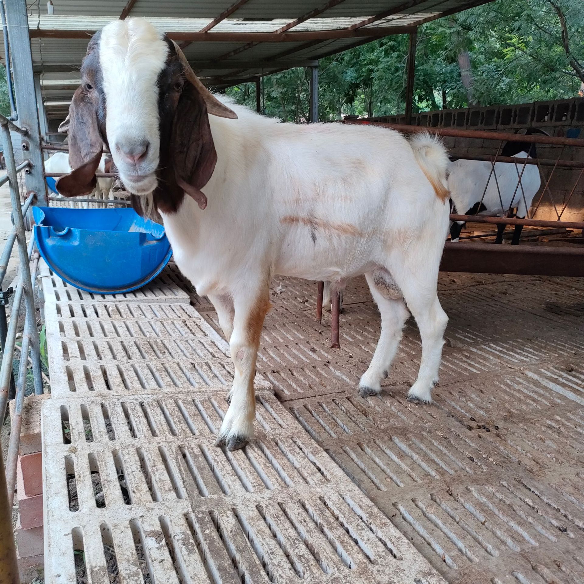 厂家出售肉羊羔 波尔山羊母羊 山东活体牛羊场市场价格有什么变动