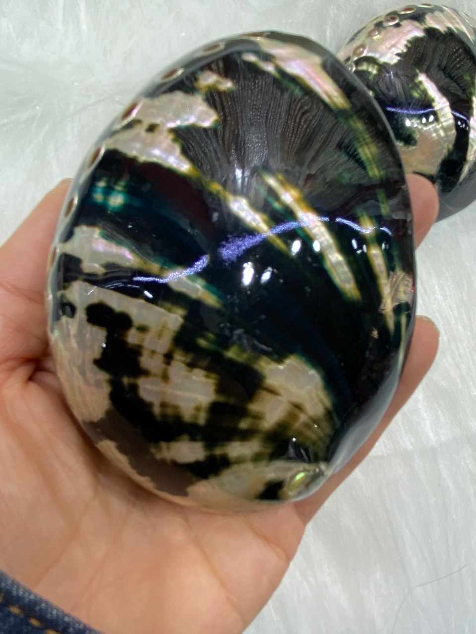 10-11厘米炫彩光泽黑金鲍 黑鲍鱼壳 天然贝壳海螺 鼠尾草燃烧壳