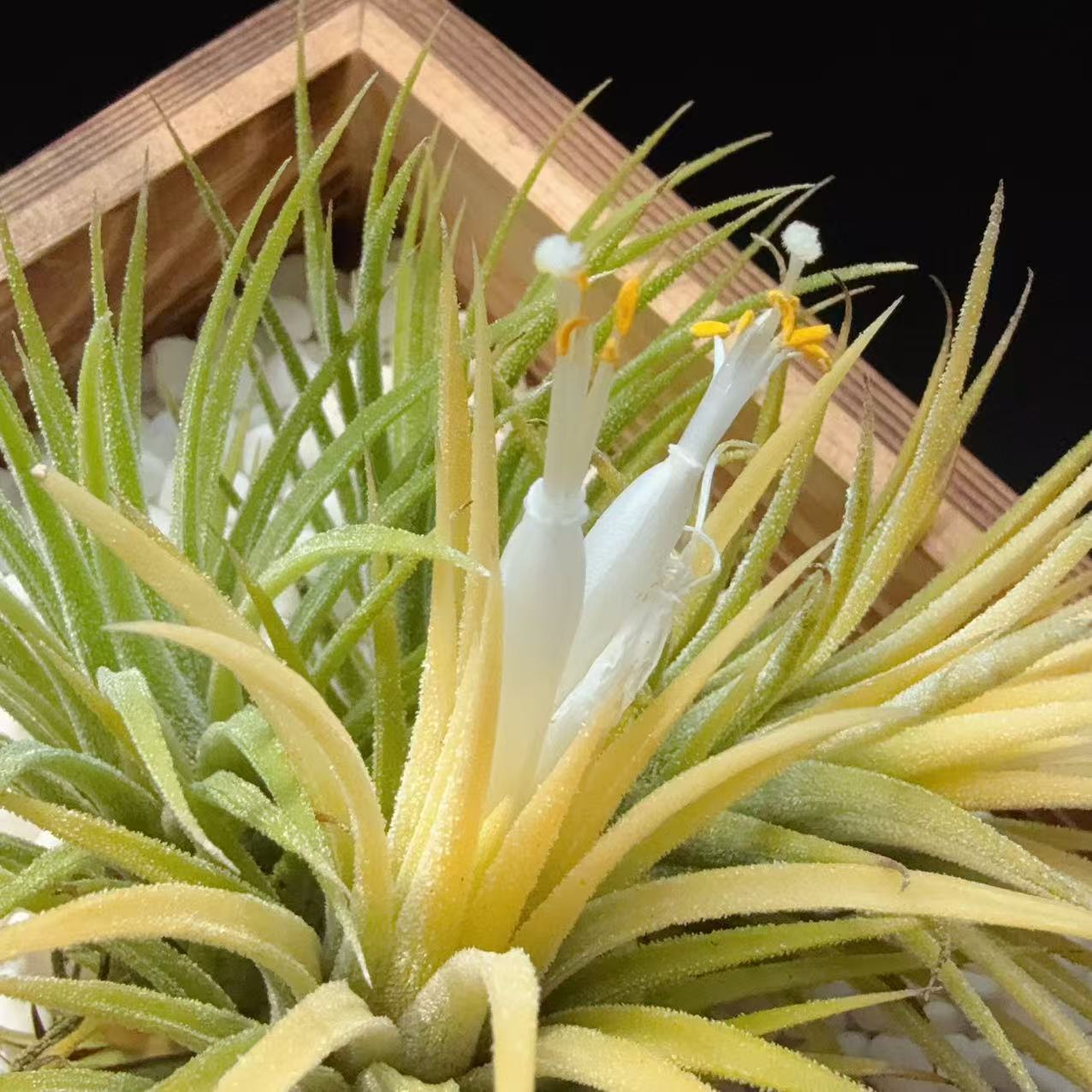 水蜜桃原生种 糖霜感空气凤梨无土植物基地批发懒人家居装饰