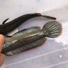 {买一送一}观赏鱼彩虹雷龙鱼原生态鱼冷水鱼七彩雷龙鱼耐养凶猛鱼