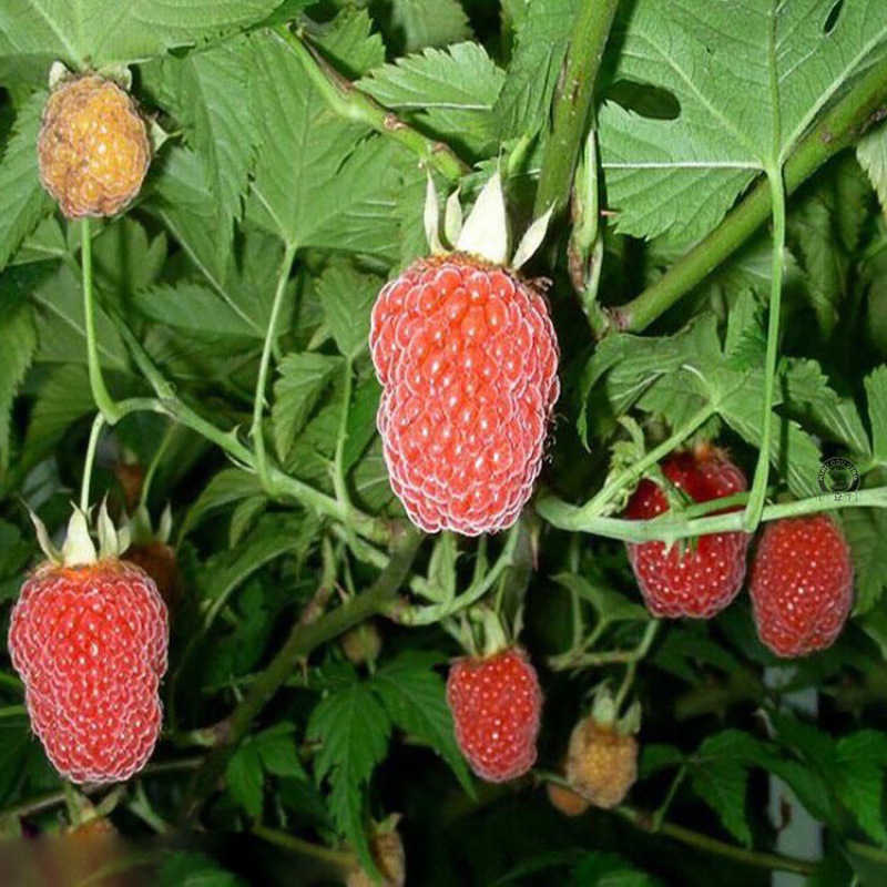 掌叶覆盆子树苗刺莓草莓双季生红树莓苗盆栽南方北方种植果树苗