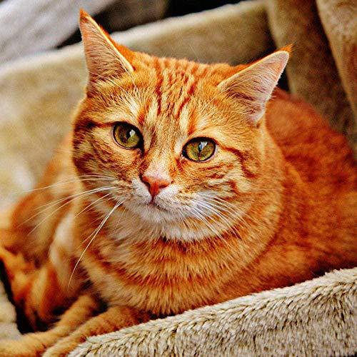 大橘猫窝里的黄色猫咪狸花猫动物印花十字绣钻石画
