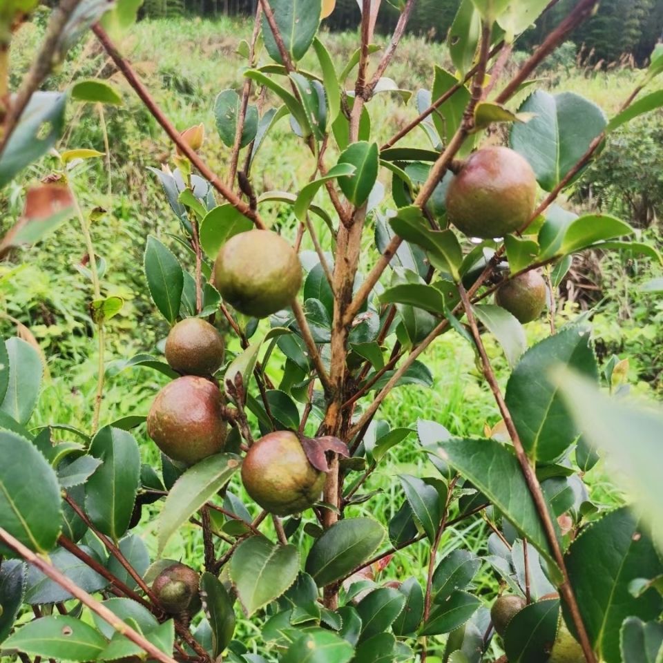 中国转基因大豆油-中国转基因大豆油厂家,品牌,图片,热帖-阿里巴巴