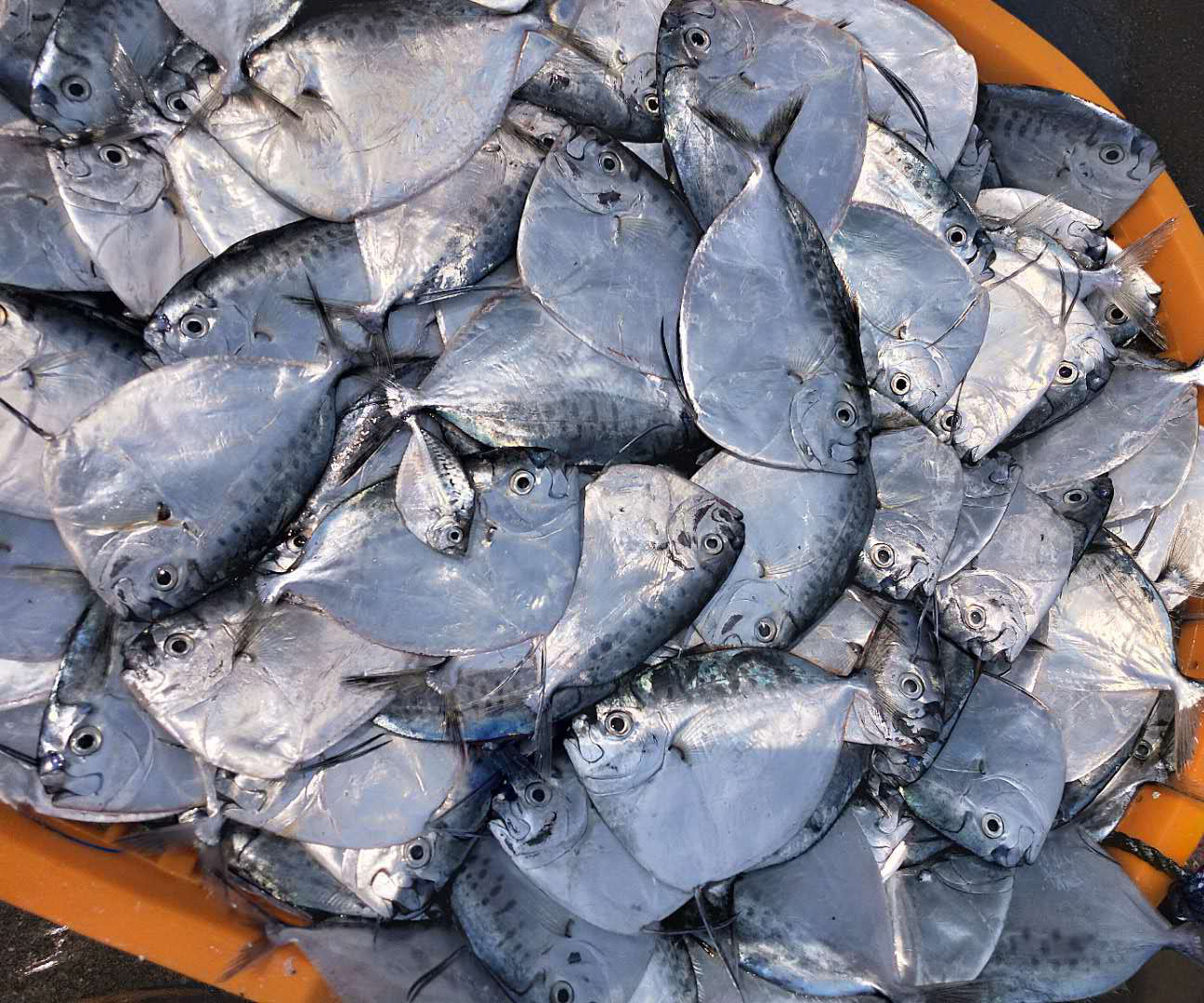 创发水产条冻刀鲳鱼灯光围网a 40-60皮刀鱼月亮鱼冷冻品烧烤食材