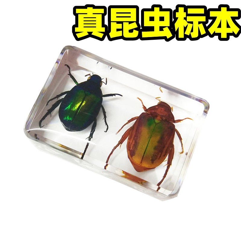 真实展示包盒昆虫观察幼儿园制作萤火虫蝎子胶标本教学动物透明树