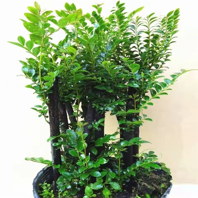 名贵小叶紫檀盆景树苗室内外绿植办公室四季常青植物客厅花卉盆栽