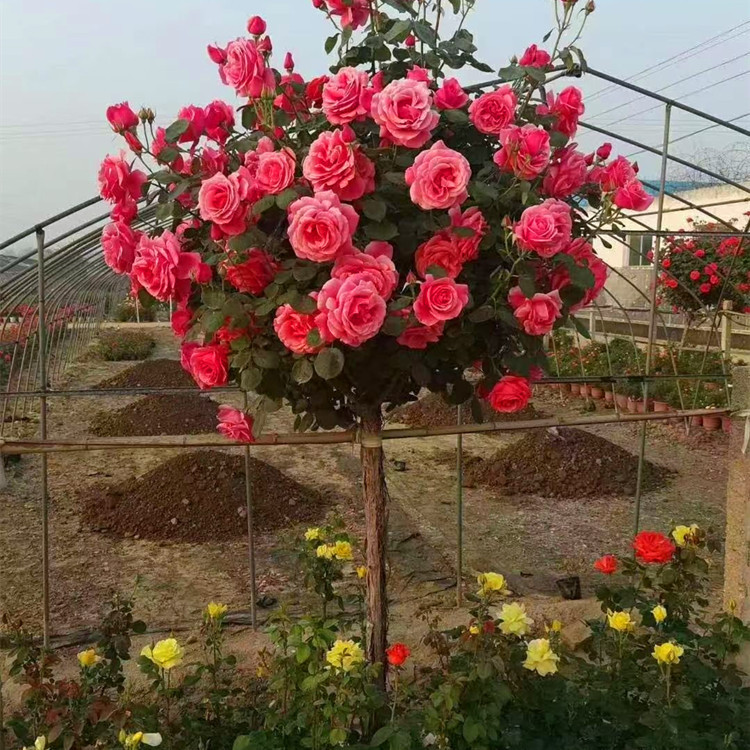 月季花庭院盆栽地栽月季高杆树状老桩月季玫瑰大花月季树开花浓香