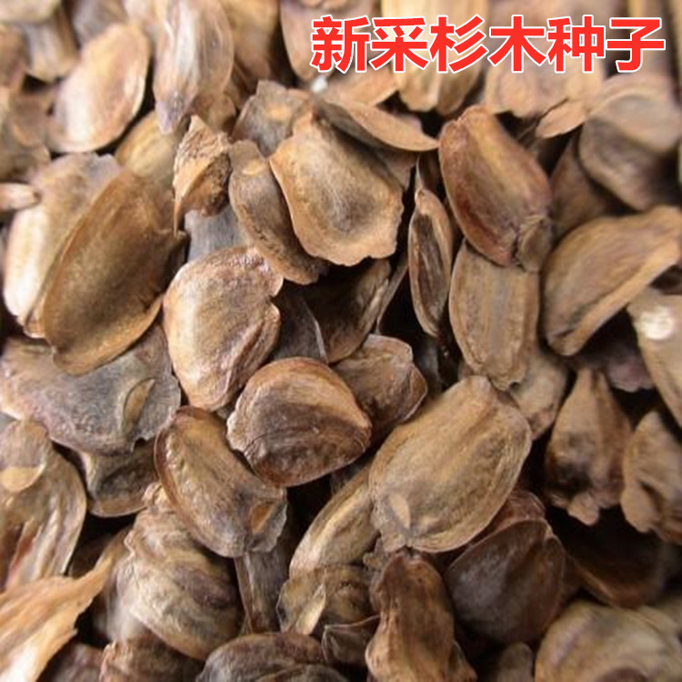 杉木种子水杉种子冷杉柳杉种子落羽杉种子刺杉速生杉树种子池杉籽