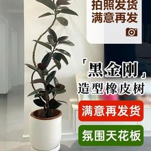 黑金刚橡皮树客厅大盆栽造型室内绿植好养四季办公室阳台植物