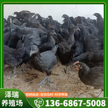 纯种五黑鸡苗活体批发 五黑鸡半大脱温苗一斤左右绿壳蛋鸡小鸡苗