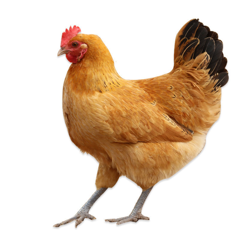 特惠现农家散养鸡三黄鸡老母鸡西装鸡土鸡笨鸡月子鸡爽口鸡好吃