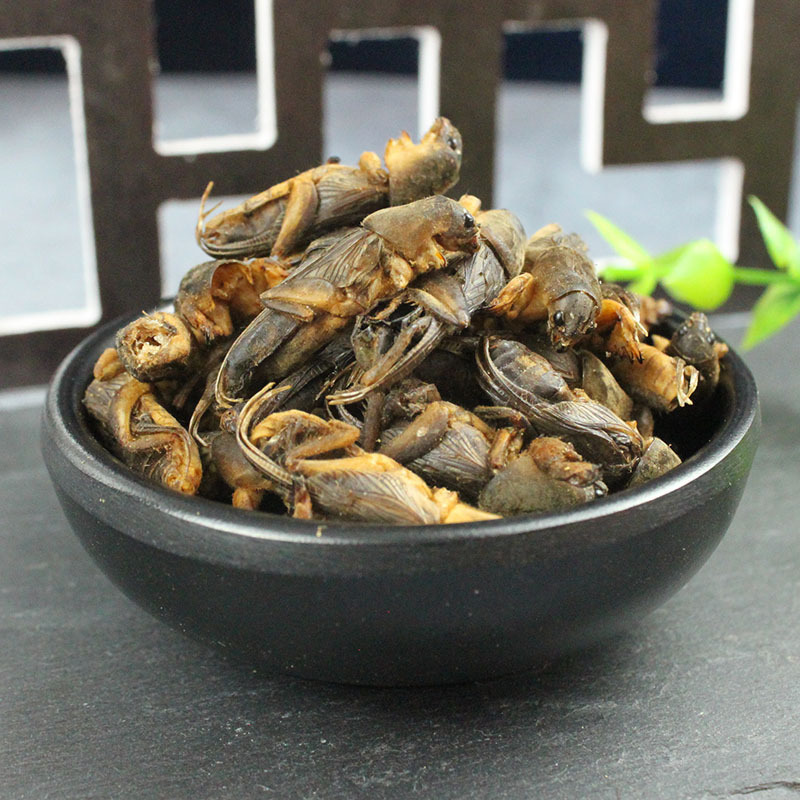 蝼蛄500g包邮 土狗 拉拉古 昆虫冷背中药材批发