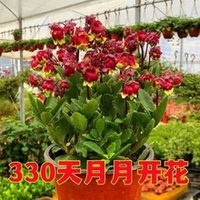 宫灯长寿重瓣花苞灯笼花盆栽室内客厅阳台开花植物绿植花卉四季