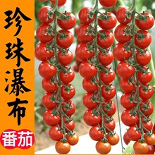 批发瀑布小番茄种子种籽圣女果樱桃西红柿种子四季盆栽蔬菜种子番
