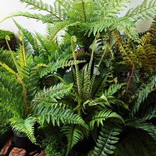 仿真蕨草盆栽小型假厥叶造景绿植盆景热带雨林场景植物角搭配装饰