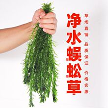 水草净水真植物蜈蚣草绿菊淡水养龟鱼缸造景金鱼藻浮萍懒人厂家